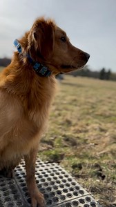 The definition of rock solid steady - dogs aren’t born to focus and sit still like this (although good breeding is key), they’re trained to do so, and it starts with the right trainer very early in a dog’ s development. Briggs is trained by Hunter Hastings in Mississippi and his training speaks for itself. We highly recommend Hunter to gve your dog the best start. You can reach out to him directly he is tagged in this post. | Field Dog Life