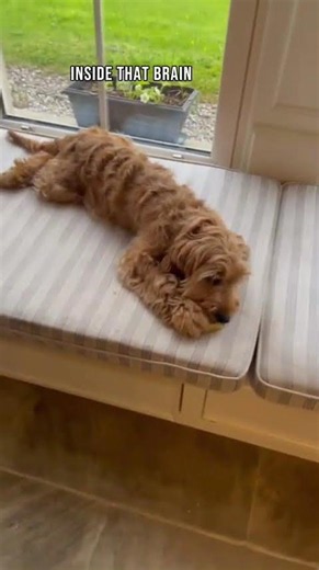Marley the Cockapoo living his BEST life at CocoPet😭❤️