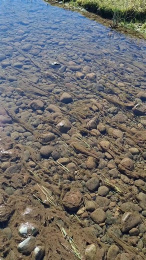 Pesca en Ríos Bajos: Estrategias y Experiencias