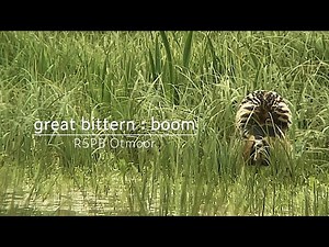 Bittern : boom (song) : RSPB Otmoor