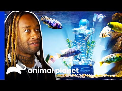 Ty Dolla Sign's Music Awards Decorate His Stunning New Fish Tank | Tanked