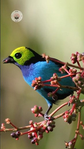 The Bird That Looks Like a Rainbow! 🌈😲