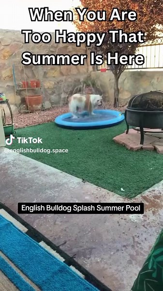 English Bulldog Splash: Summer Pool Fun!