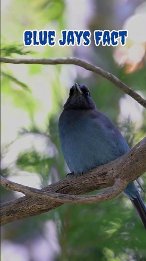 When Blue Jays Sound Like Hawks — Nature's Smartest Tricksters