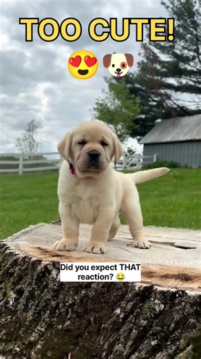 🐶 Cutest Puppy Ever! Funny & Adorable Reactions 😂❤️ #shorts