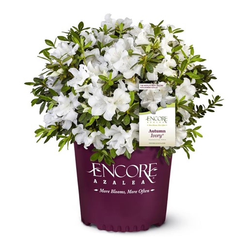 Check The Home Depot's Q&A Before Buying: ENCORE AZALEA 2 Gal. Autumn Ivory Dwarf Azalea Shrub with Reblooming White Flowers - Low-Maintenance Small Evergreen Bush