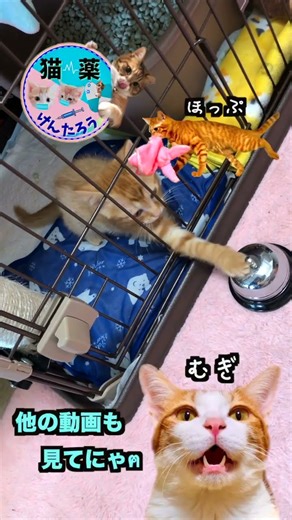 【寝てないで！】#むぎほ #ひーくん #子猫 #保護猫
