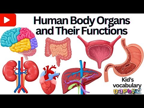 Internal Organs of Human body | Parts of The Body | Internal Organs | Body Organs in English