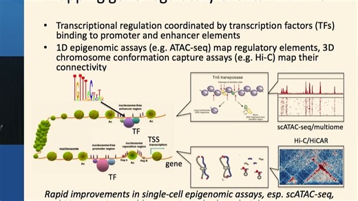 Christina Leslie || 解码 3D 和单细胞中的基因调控 || CGSI 2025