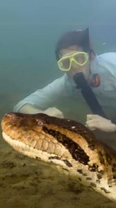 31K views · 275 reactions | Terrifying Discovery Diving with a 26-Foot Python! #snake #diving #python | Most Amazing Top 10 | Facebook