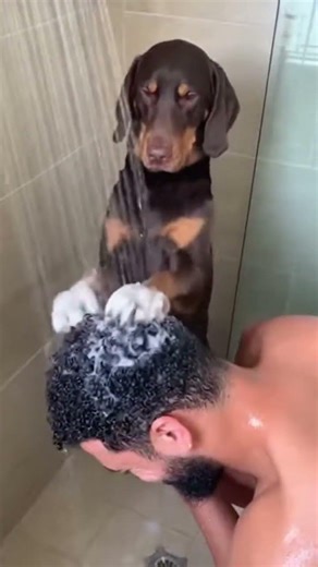 Dog washes mans hair in shower #viral #trending #short