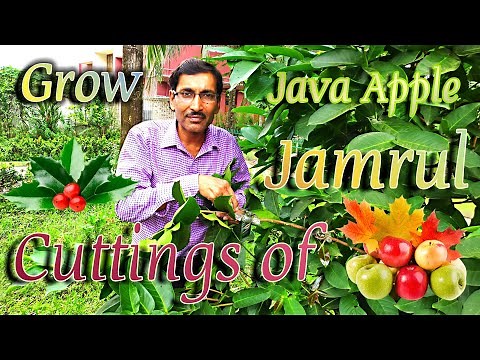 Easiest Method of Propagation of Jamrul or Java Apple at Home.
