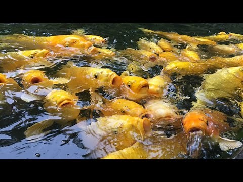 A COMPLETE GUIDE TO CULTIVATE GOLDFISH TO PRODUCE A BUNCH OF HARVESTS