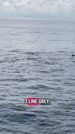 Spinner Dolphin 1. Why they are called “Spinner” Spinner dolphins...