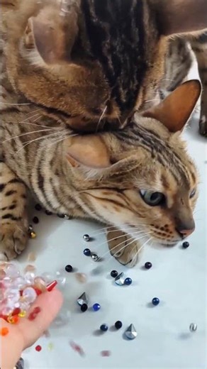 Relaxing Cat ASMR 😺 Pure Calm