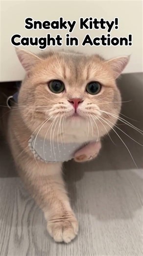 Mind Blowing Cat Rapper Dances and Raps