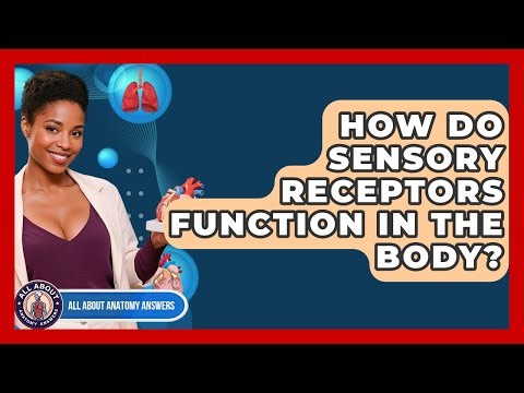 How Do Sensory Receptors Function In The Body? - All About Anatomy Answers