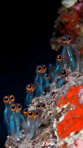 🌊 Meet the owlfish, also known as stout blacksmelt — mysterious deep-sea dwellers with oversized orange eyes and transparent bodies! 🐟 These fascinating creatures live over 6,000 meters (19,685 feet) beneath the surface, mainly in the North Pacific Ocean. Nature never ceases to amaze! 🌌 #DeepSea #StrangeHappenings #Owlfish #viralpost #viralpage #facebook #animals #dailyfacts #factsdaily #trending #trendingvideo #viralreelsb #facebooktrending #animalplanet #viralvideo #insects #viralvideochall