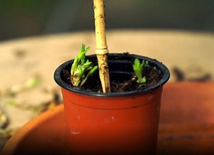 Bouture d'estragon : Guide pratique pour une culture réussie