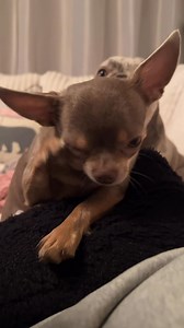 811K views · 36K reactions | Little Ms. Gypsy has started showing some early symptoms! 擄 Things like being super de duper clingy and super tired. She’s not even wanting to get up the last few mornings. She’ll sleep an extra hour or two. It’s all pretty cute. We won’t know for sure until about December 10th. | Mama Bear Chihuahuas | Facebook