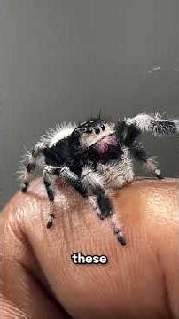 The cutest jumping spider