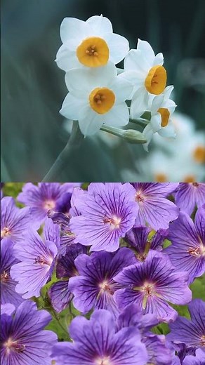 Did you know roses bloom in different colors? (53 chars)