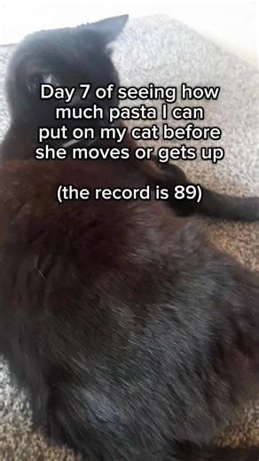 Cat Stack Challenge on TikTok