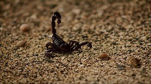 Scorpion Model Project