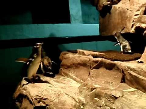 Little blue penguins vocalizing