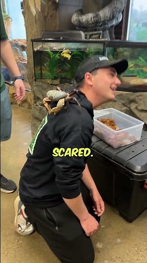 We've have a new 🦀 at The Reptarium! ‪@aquaterraexoticpets‬