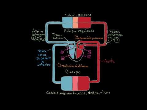 Two Circulations in the Body | Physiology of the Circulatory System | Khan Academy