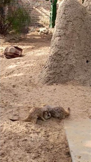 Very funny meerkats started a fight😊🔥👍#shorts #meerkats #funny