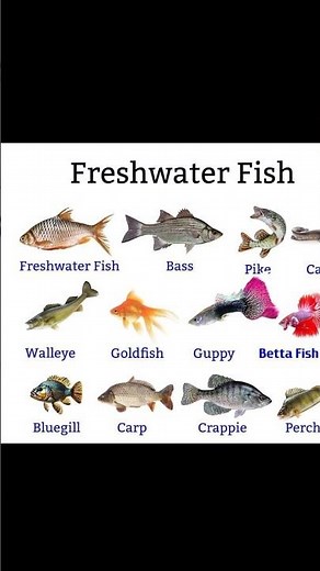 #radiance_tutorial #water_animal