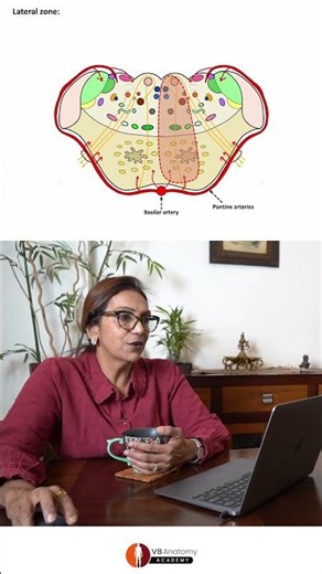 Pons: Blood Supply & Lesions | Alternating Abducent Hemiplegia #anatomy #neuroscience #shorts