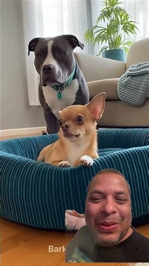 Dog funny 😄 #shortvideo #dog