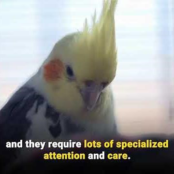 What's Wrong With Keeping Birds in Cages?