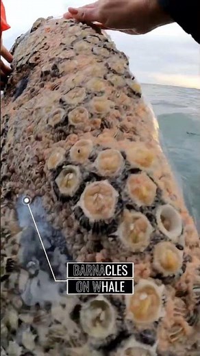 Commensalism example | Barnacles on Whale #commensalism #whale #ncert #biology #barnacles #ocean