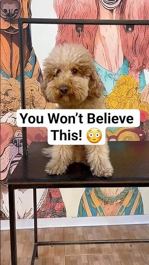 Extreme Dog Grooming Transformation ✂️🐶 | From Messy to Adorable! #cutedogs #dogmakeover