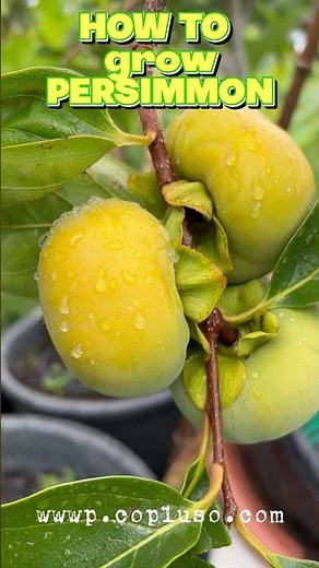 How to grow persimmon #fruit #fun #gardening #persimmon