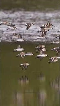 World Migratory Bird Day | San Diego Zoo Wildlife Alliance