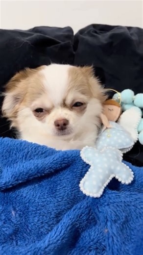 Riocavalier on Instagram: "Chihuahua é muito inteligente. Entende tudo #cachorroengraçado #chihuahuarj #canilchihuahuarj"