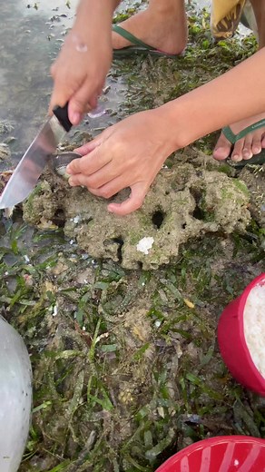 Litob 🦪 | Aicel Espinosa