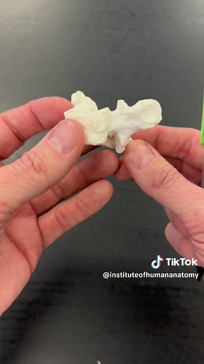 Exploring the Unique Features of a Thoracic Vertebra