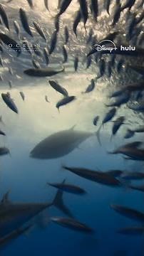 Ocean creatures who undertake long voyages need pit stops, too.