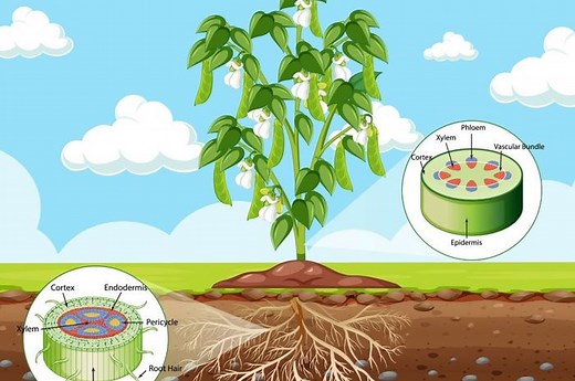 Struktur dan Fungsi Jaringan pada Akar, dari Epidermis hingga Stele - Bobo