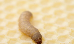 What Do Waxworms Eat?