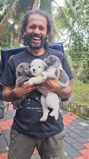 Niby Thomas on Instagram: "Lhasa Apso puppy free adoption❤️ അമ്മയെ റെസ്ക്യൂ ചെയ്തതാണ്. വീട്ടിൽ വന്നപ്പോൾ തന്നെ പ്രെഗ്നന്റ് ആയിരുന്നു. ക്രോസ്സ് ആണോ എന്നറിയില്ല.കാണാൻ അമ്മയെപ്പോലെ തന്നെയാണ്. 4 കുഞ്ഞുങ്ങളിൽ ഒരെണ്ണം എന്റെ ഫ്രണ്ട് അഡോപ്റ്റ് ചെയ്തു. ഇനി ഒരെണ്ണം കൂടി കൊടുക്കാൻ ഉണ്ട്. രണ്ട് കുഞ്ഞുങ്ങളെ കൂടി നിർത്താം എന്ന് കരുതുന്നു. നിബന്ധനകൾ: മക്കളെപ്പോലെ വളർത്താൻ പറ്റുന്നവർക്ക്‌ മാത്രം. അത്യാവശ്യം സാമ്പത്തിക ഭദ്രത ഉള്ള ആളുകൾ മാത്രം വിളിച്ചാൽ മതി( അന്വേഷിച്ചിട്ടേ കൊടുക്കൂ)😀 ദിവസവും ചിക്കനും മറ്റും കൊട