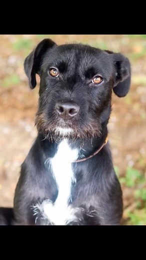 4.1K views · 100 reactions |  Hi ya, YAYA here! I'm a 10 month old...