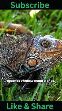 "Incredible Iguana Secret Facts | Nature’s Most Unique Reptile Explained!"