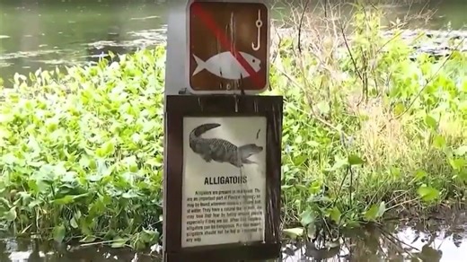 Disturbing pictures reveal 9ft alligator lurking in water behind bloodied victim